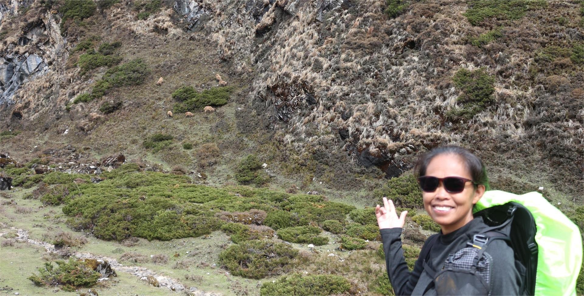 Wild animals in Nepal Himalayas during trekking in Manaslu Circuit with natural forest and mountain habitat