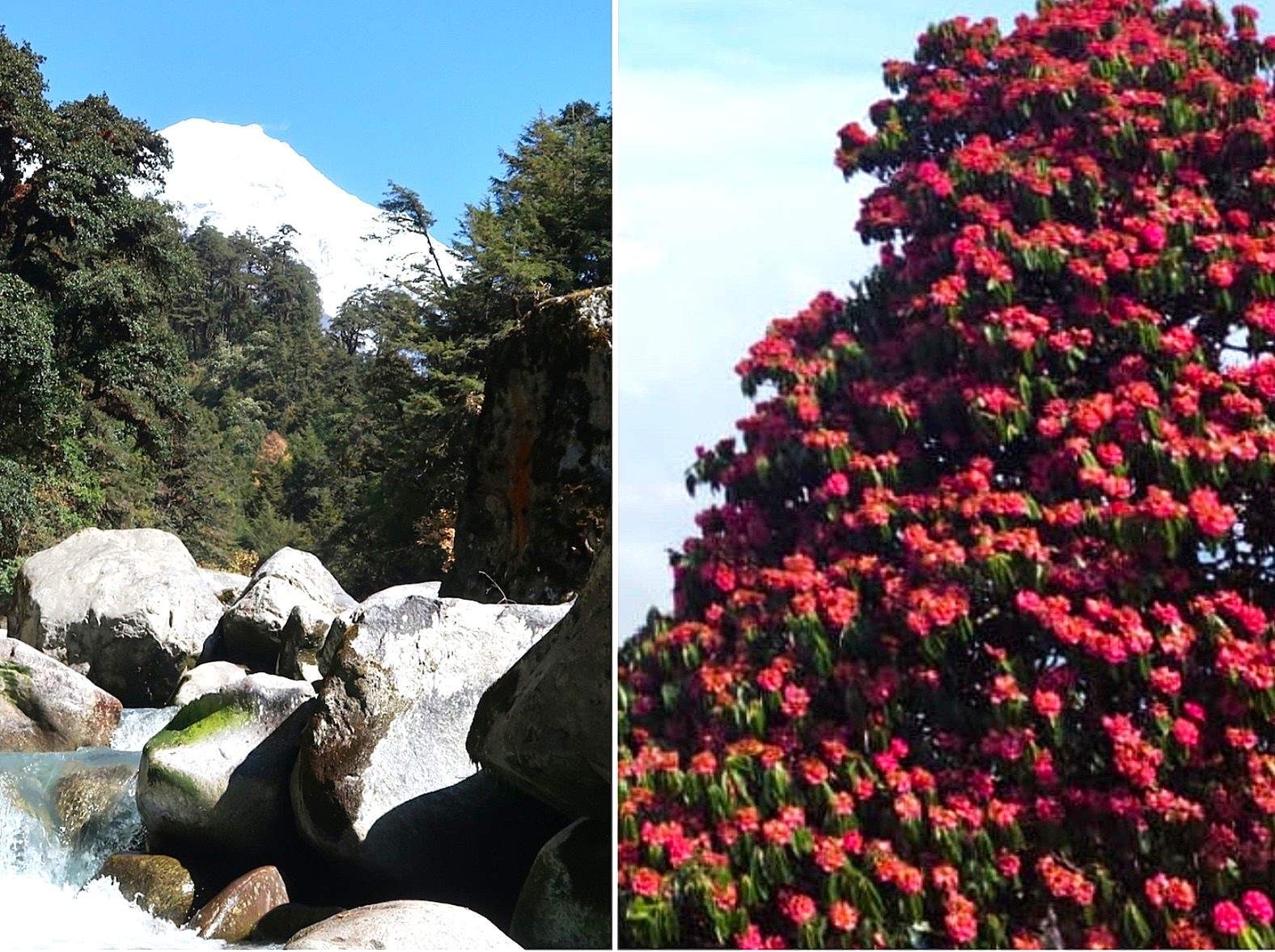 Langtang Valley Trek in autumn and spring, featuring golden mountain landscapes on one side and colorful blooming rhododendron forests on the other beneath the Himalayan peaks.