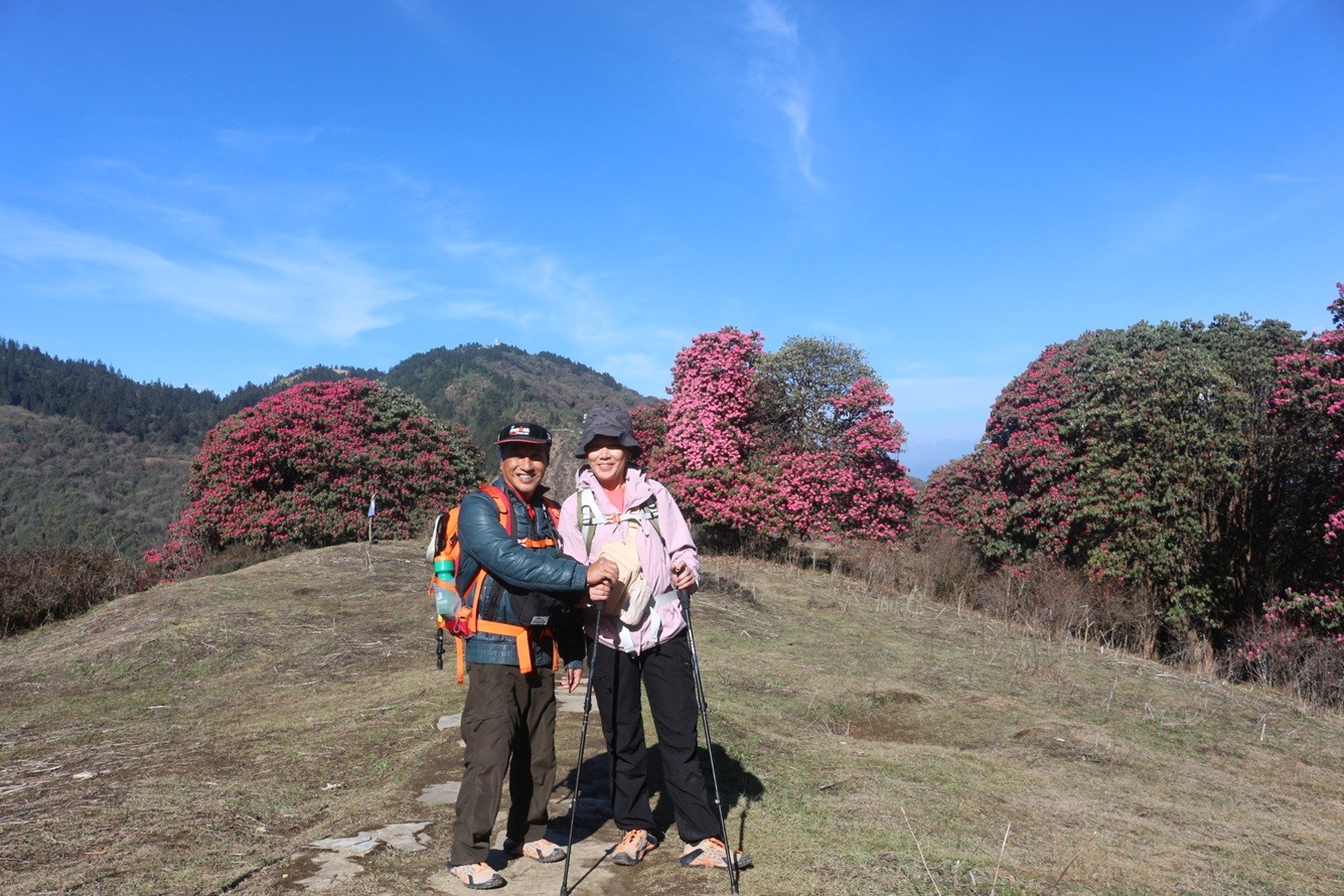 Trekkers enjoying colorful rhododendron flowers along the trekking trail, surrounded by blooming forests, vibrant spring scenery, and beautiful Himalayan landscapes.