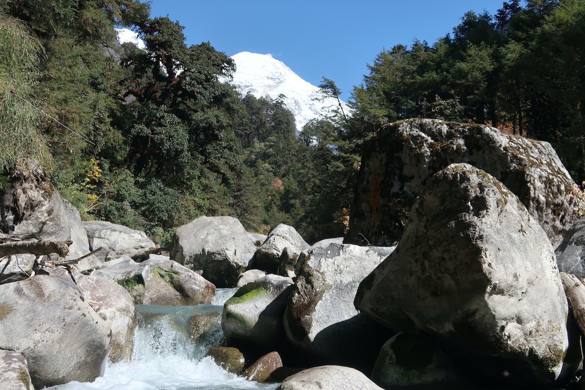 A crystal-clear mountain stream flows over giant boulders through a lush pine and rhododendron forest in Langtang Valley, with a snow-capped Himalayan peak rising beneath a clear blue September sky.