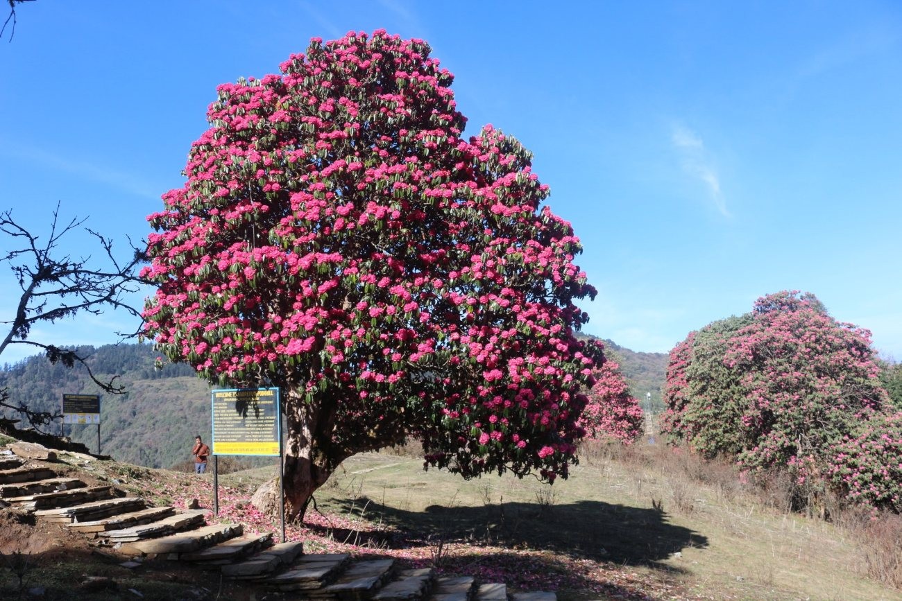 Rhododendron-lined trail on the Poon Hill Trek in spring, featuring mostly dry forest paths with a few muddy sections after light rain, surrounded by colorful blooms and Himalayan scenery.