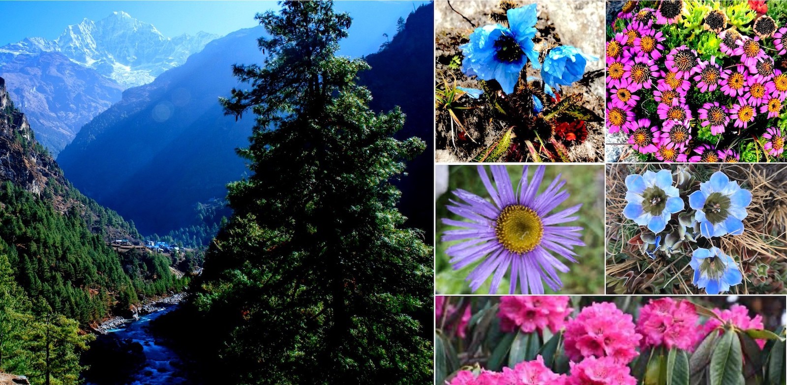 "Alpine flora along the Everest Base Camp Trek featuring blooming rhododendrons, Himalayan wildflowers, juniper, pine forests, and high-altitude vegetation in Nepal's Khumbu region."