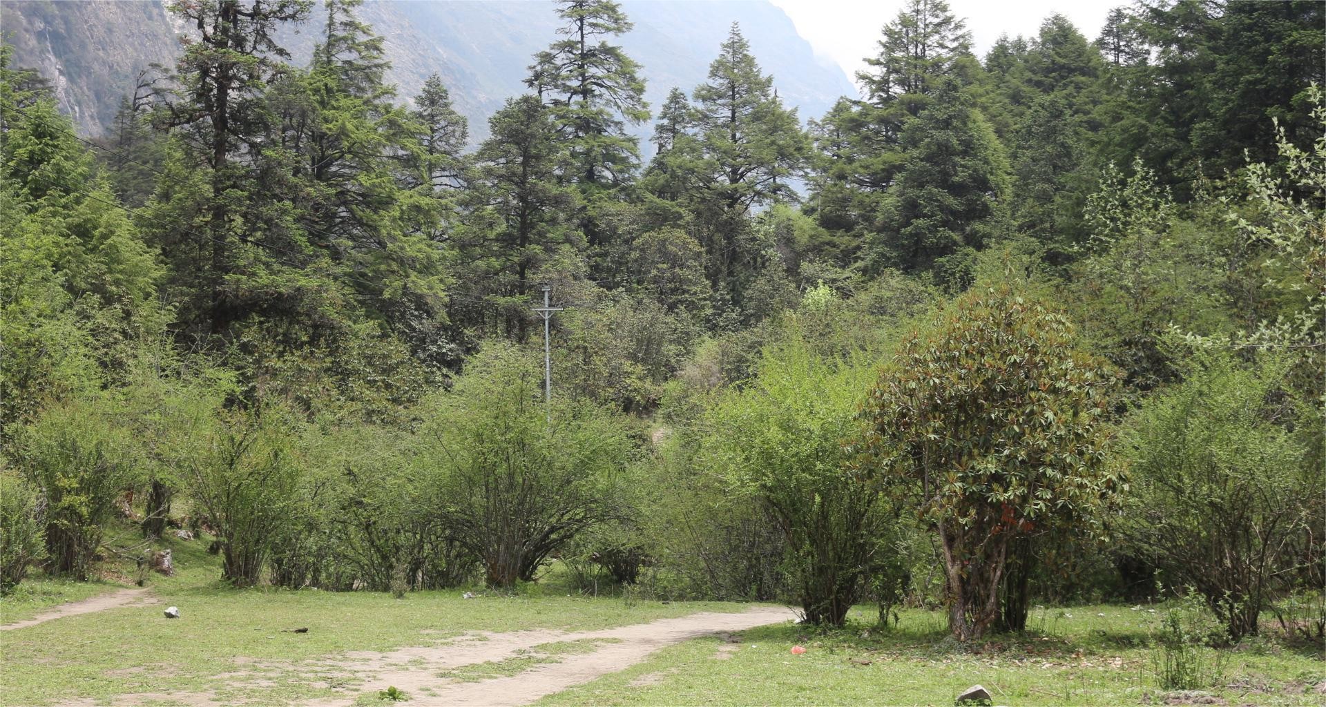 Dense Langtang forest along the trekking trail featuring rhododendron and bamboo vegetation, rich biodiversity, and Himalayan wilderness in the Langtang Valley region of Nepal.