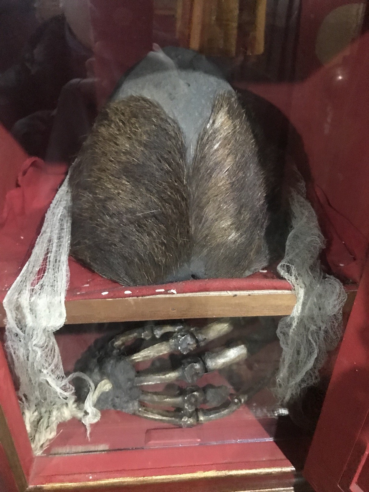 Yeti skull and traditional artifacts displayed inside Pangboche Monastery in the Everest region of Nepal.