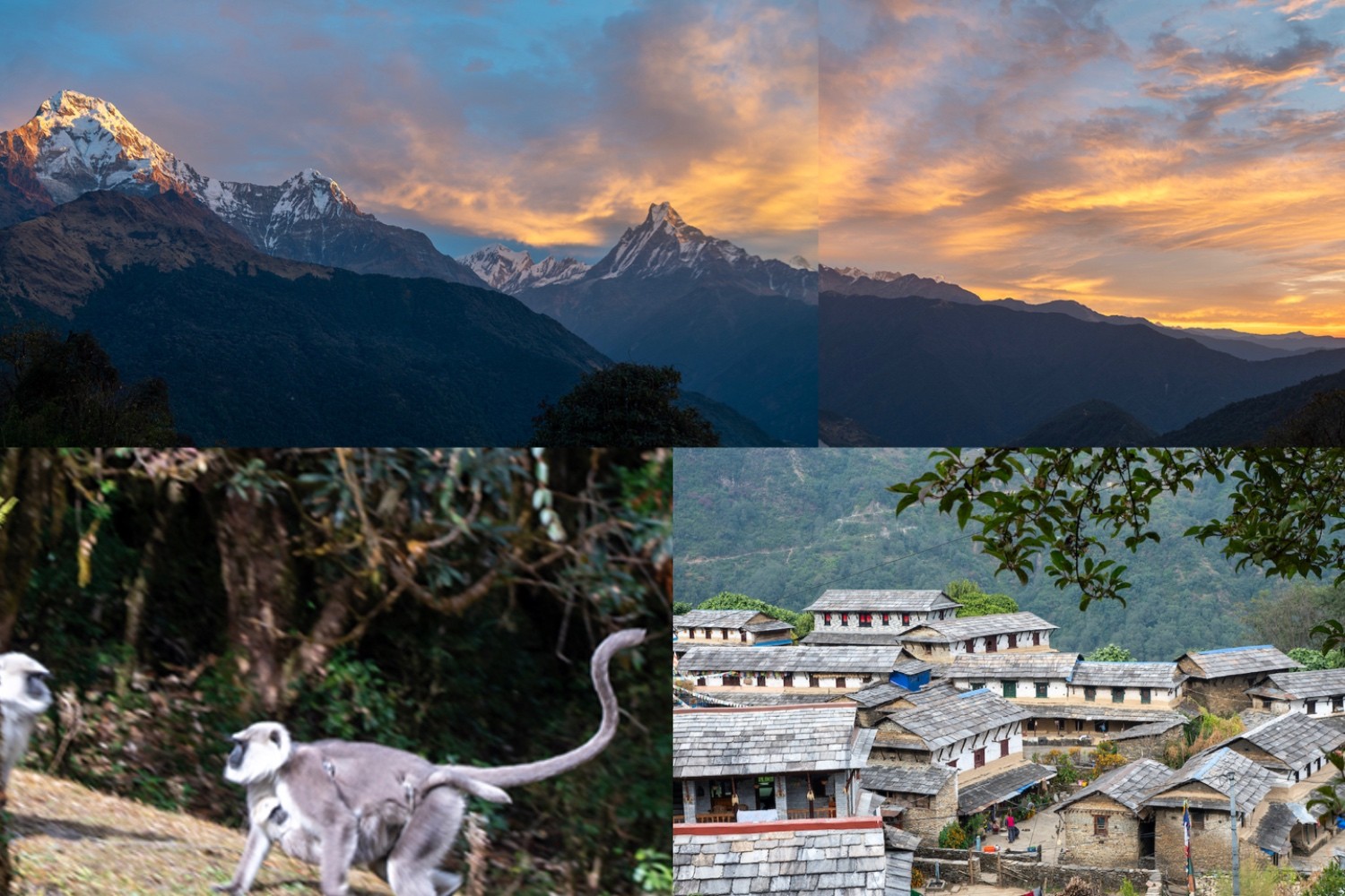 Poon Hill Trek from Tadapani to Ghandruk featuring sunrise over Annapurna South and Machhapuchhre, lush rhododendron forests with Himalayan langur monkeys, and the traditional Gurung village of Ghandruk.