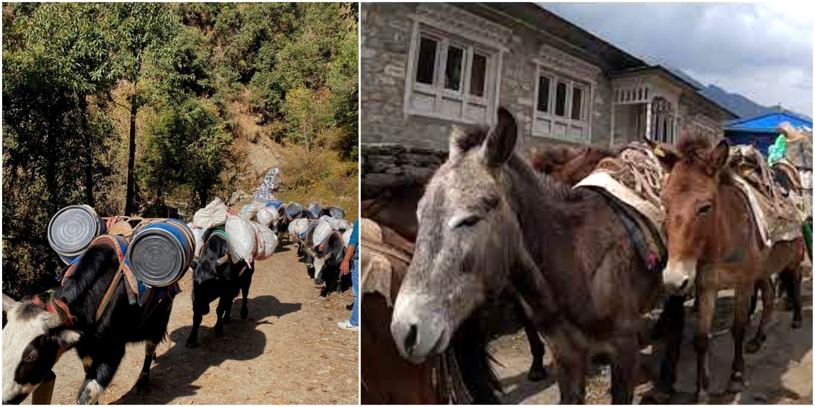 Yak and mule caravans sharing the busy Everest Base Camp trail between Lukla and Namche Bazaar with trekkers crossing suspension bridges and mountain paths"