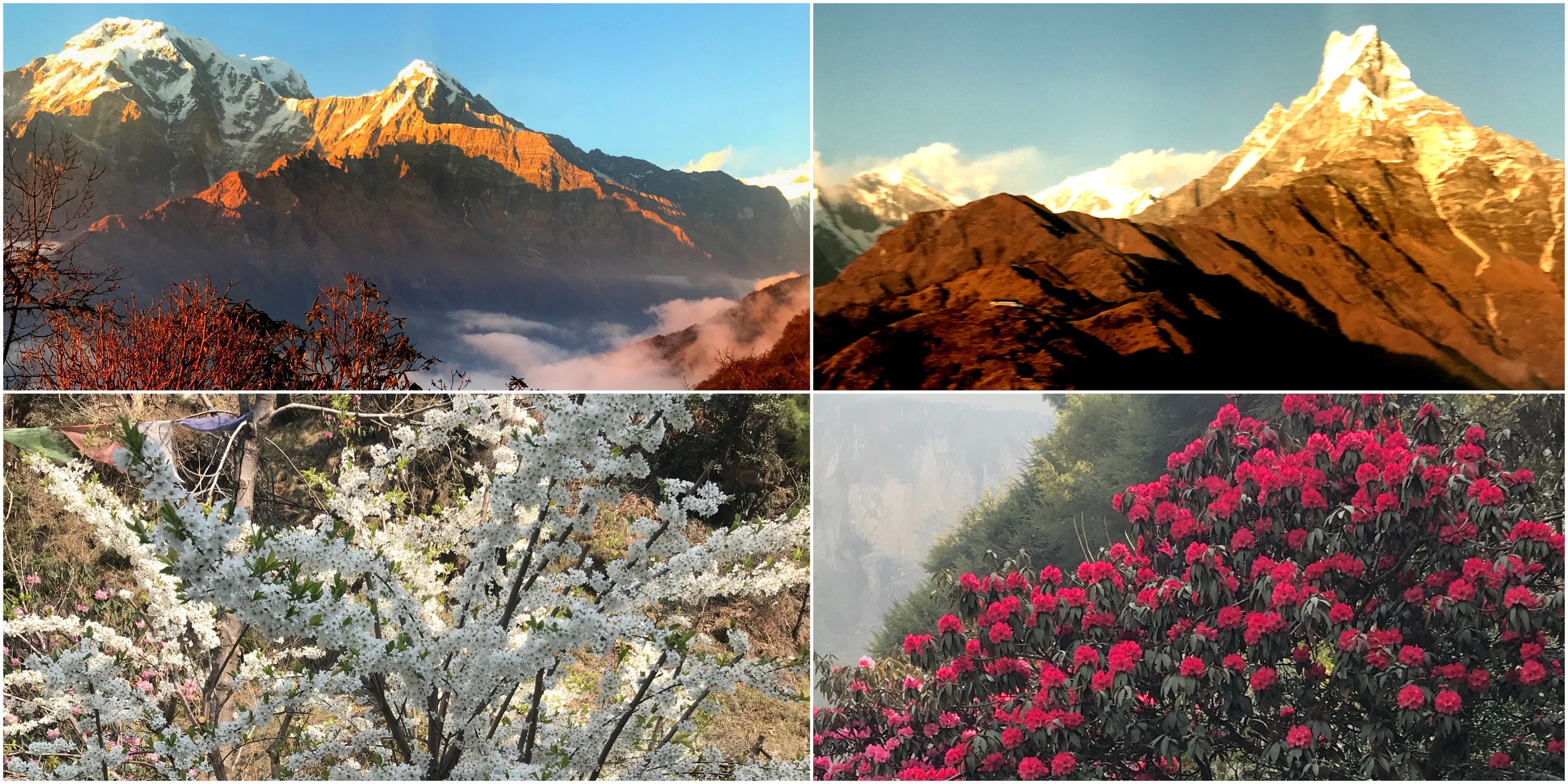 Mardi Himal trekking scenery with snow-capped Himalayan peaks, golden mountain views, white blossoms, and vibrant rhododendrons in spring.