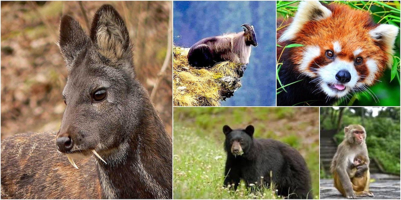 "Wildlife of the Everest Base Camp Trek featuring Himalayan tahr, musk deer, Himalayan monal, blood pheasant, Himalayan griffon, snow leopard habitat, and yak in Nepal's Sagarmatha National Park.
