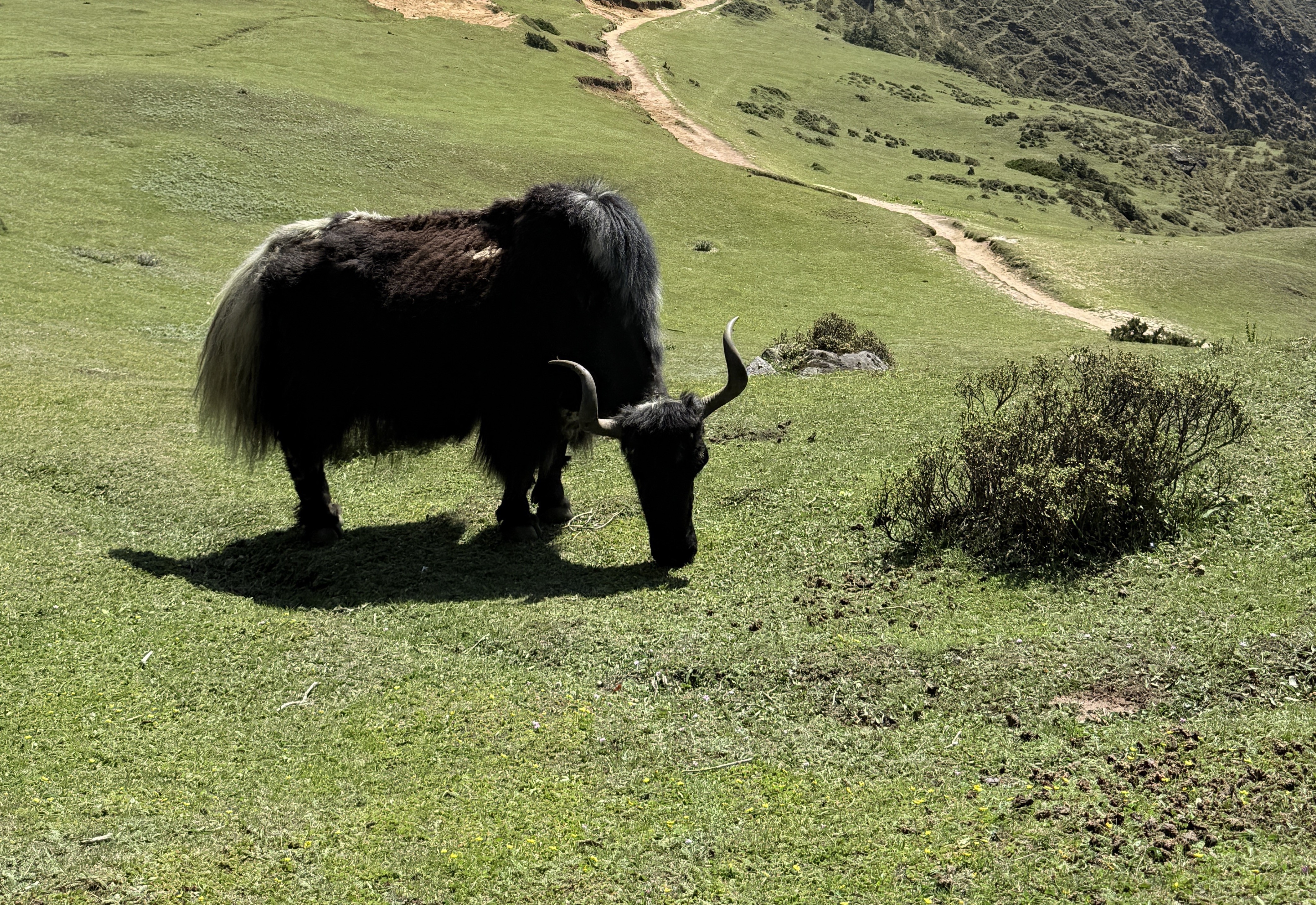 Yaks grazing in alpine meadow in Langtang Valley Nepal Himalayan pasture landscape trekking route