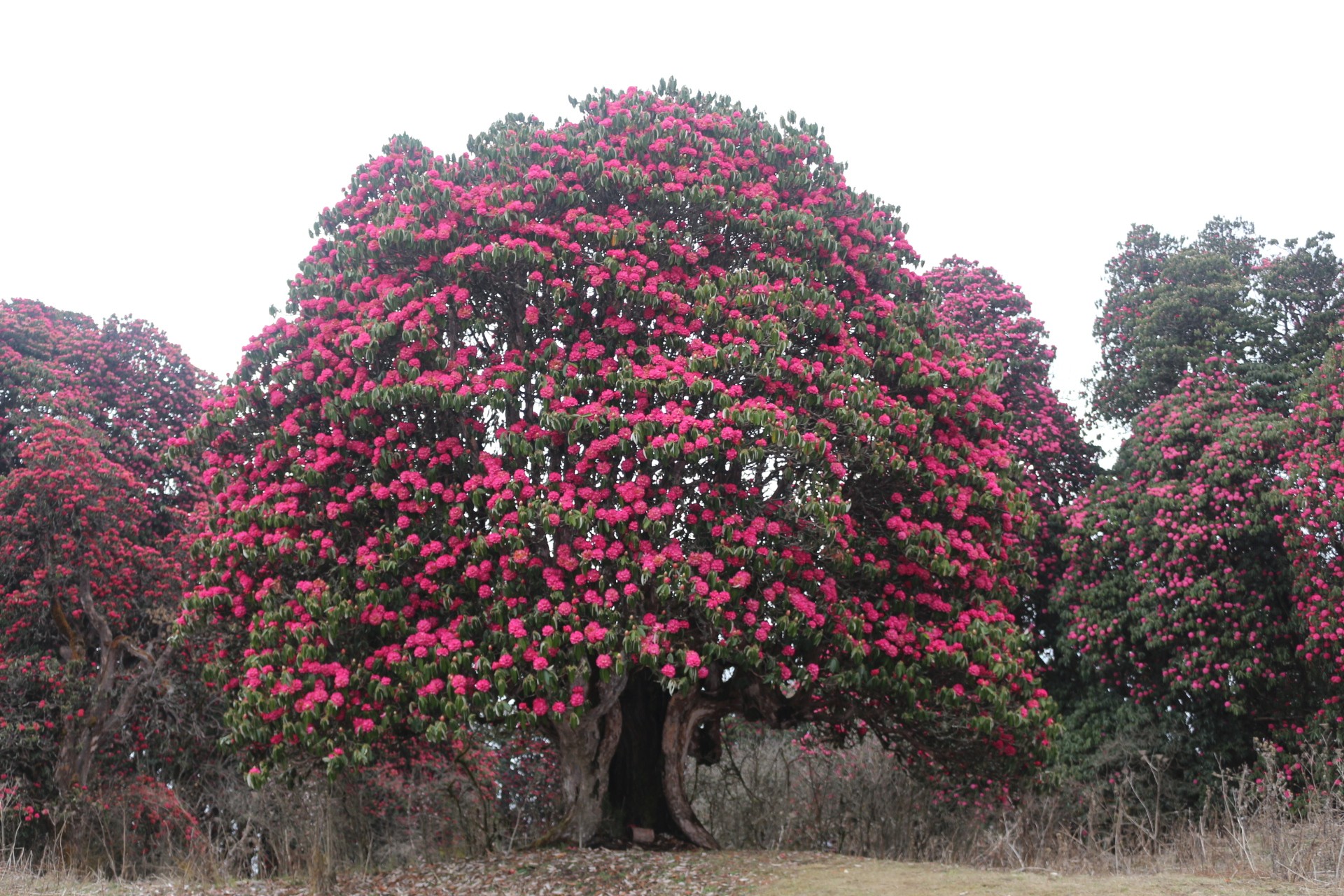 Rhododendron forest in full bloom in the Himalayas