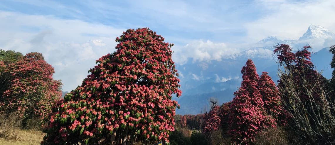 Colourful rhododendron forest along the Poon Hill Trek with blooming red and pink flowers lining the scenic Himalayan trail in Nepal's Annapurna Conservation Area.