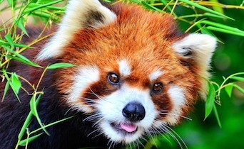 Rare red panda resting on a tree branch in the forests of Langtang National Park, surrounded by lush Himalayan woodland in Nepal.