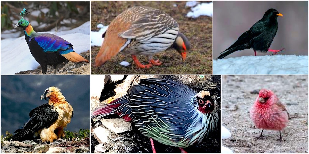 "Colourful Himalayan birds found along the Everest Base Camp Trek, including the Himalayan Monal (Danphe), Blood Pheasant, Snow Pigeon, Yellow-billed Chough, Himalayan Griffon, and Grandala in the alpine landscapes of Sagarmatha National Park.