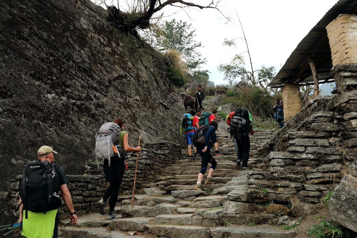 Trekkers ascending the famous stone steps of Ulleri on the Poon Hill Trek, surrounded by lush green hills, terraced fields, and traditional mountain scenery.