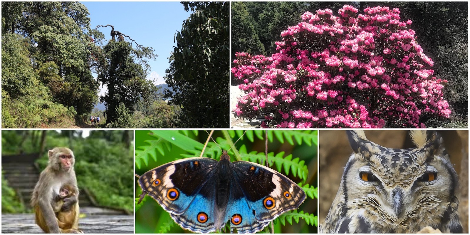 Colorful rhododendron forest with Himalayan birds, blooming wildflowers, and lush vegetation on the Mardi Himal Trek in the Annapurna Conservation Area, Nepal. 