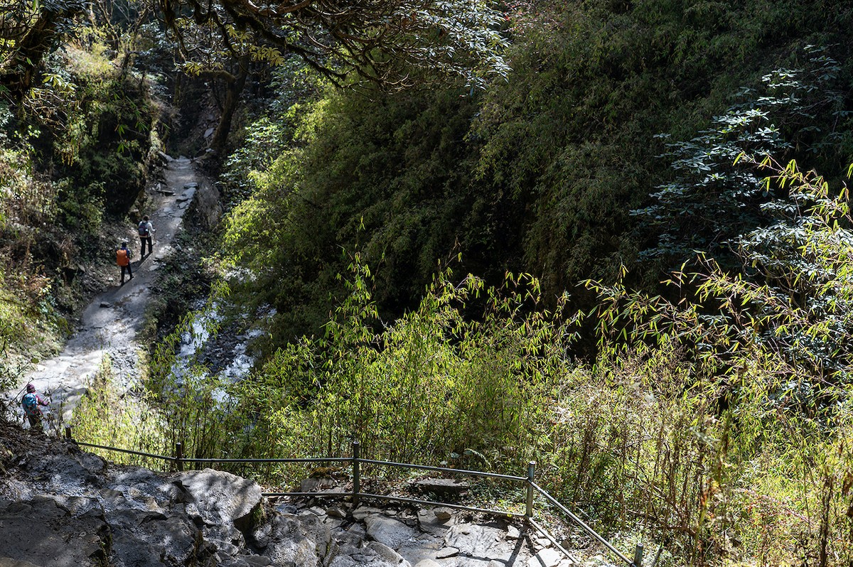 Trekkers descending through dense rhododendron forests and deep mountain gorges on the trail from Ghorepani to Tadapani in Nepal's Annapurna region.