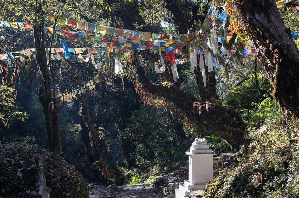Trekkers navigating the challenging forest trail between Ghorepani and Tadapani, with steep ascents and descents through rhododendron forests and rugged Himalayan terrain.