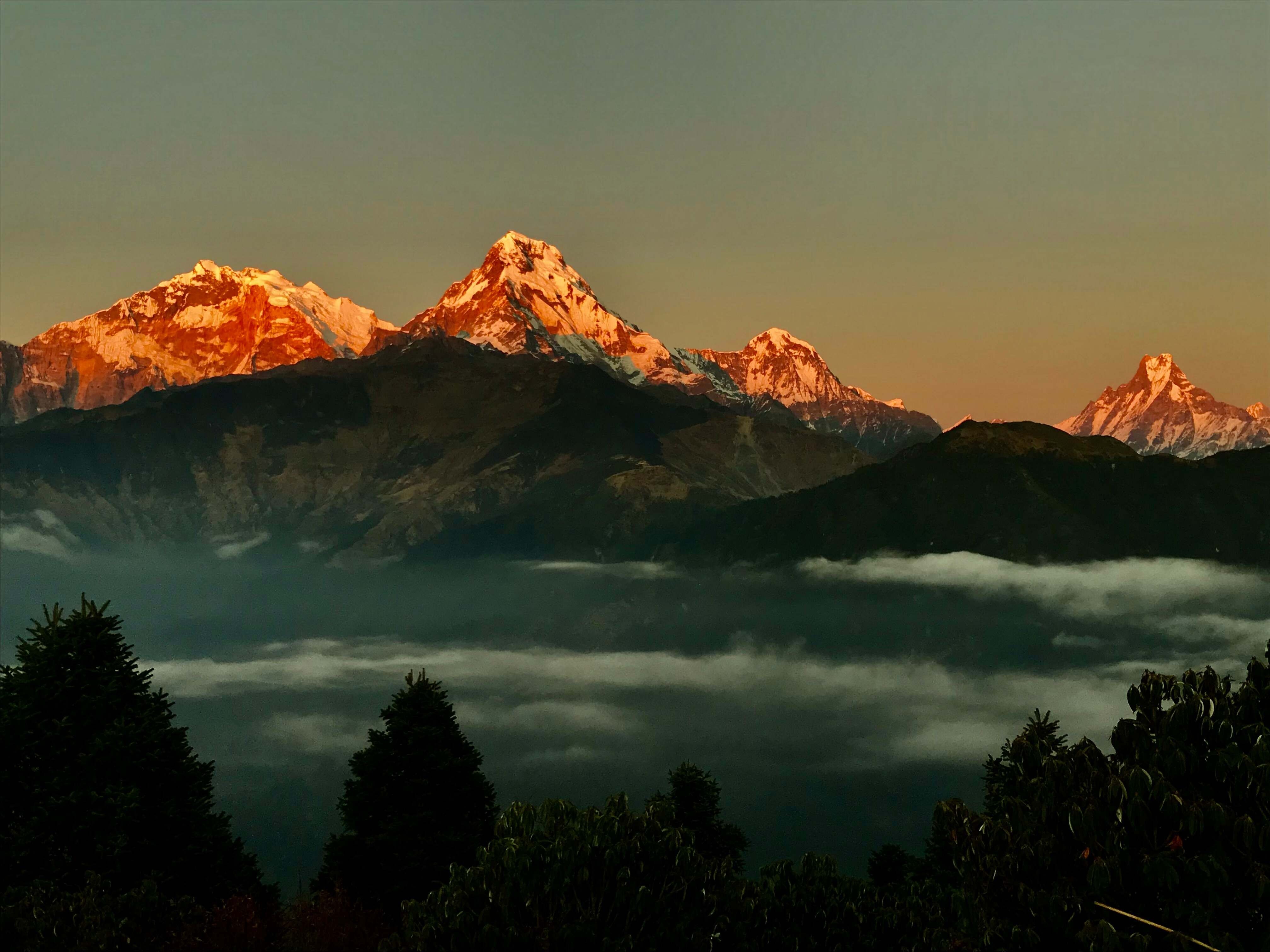 Golden sunrise over Annapurna South, Hiunchuli, and Machhapuchhre (Fishtail) viewed from Poon Hill, with snow-capped peaks glowing above a sea of clouds.