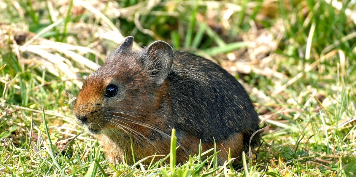 Himalayan pika resting in alpine grass along the Annapurna Base Camp Trek, showing its round body, short ears, and soft brown fur.