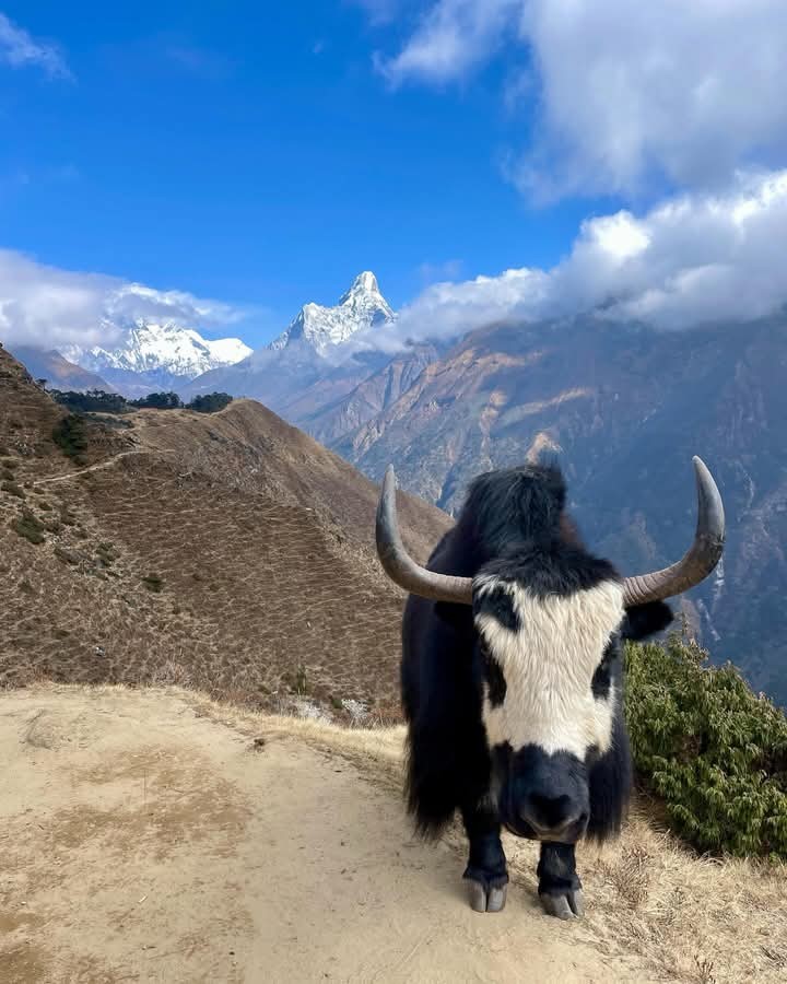 yak with Ama Dablam Nepal 
