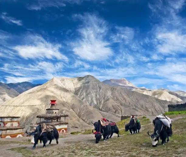 A caravan of yaks walks past ancient Buddhist stupas across the high-altitude landscapes of Upper Dolpo in September, surrounded by barren mountains, expansive blue skies, and the remote wilderness of far-western Nepal.
