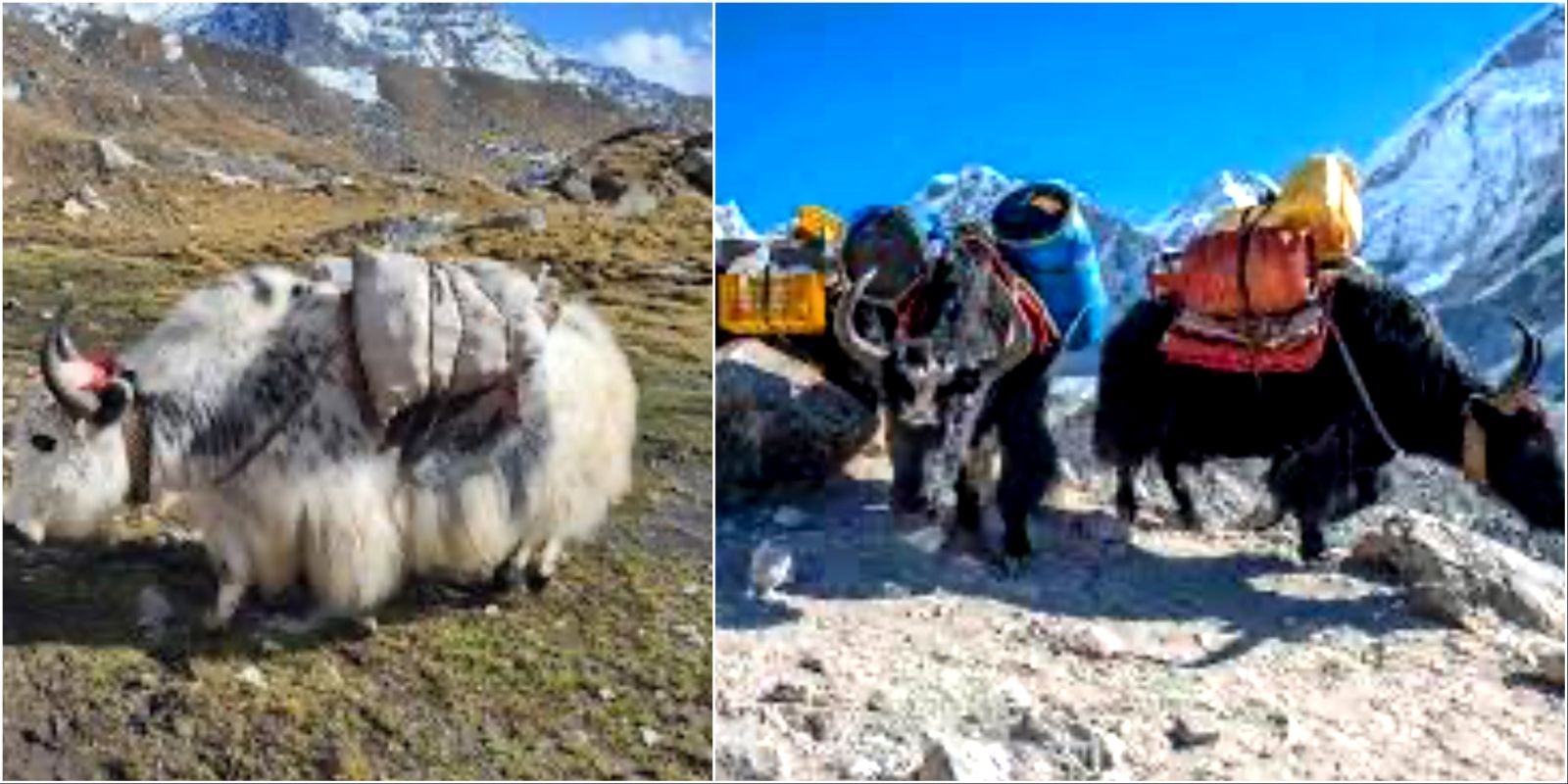 "Traditional yak and dzopkio caravan transporting goods along the ancient Everest Base Camp trail through Sherpa villages in Nepal's Khumbu region"