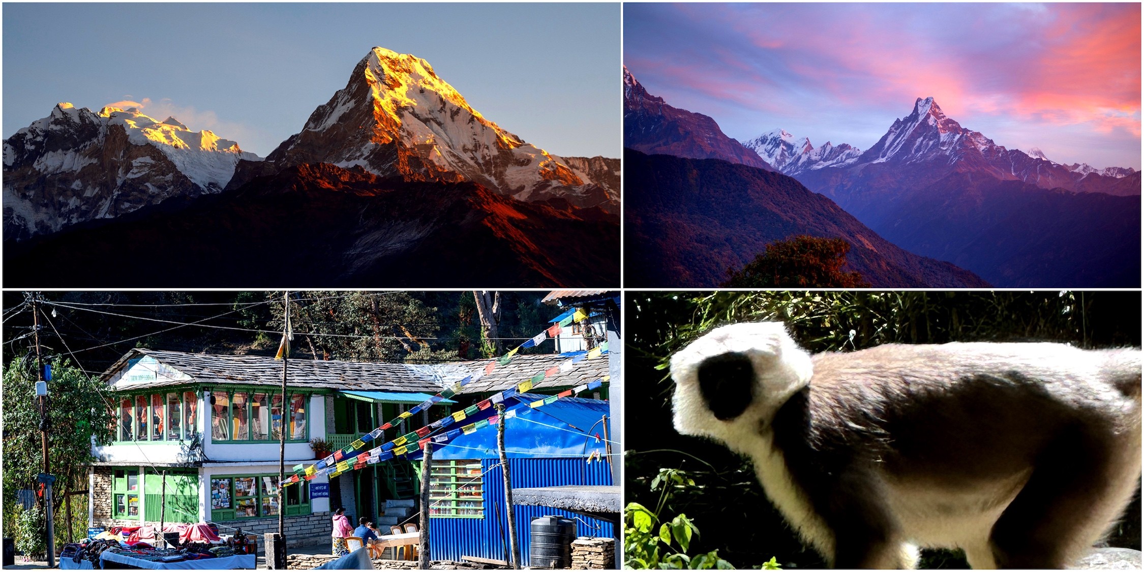 Golden sunrise over the Annapurna Himalayas from Tadapani, trekkers descending forest trails, playful Himalayan monkeys in the rhododendron forest, and the scenic route toward the traditional Gurung village of Ghandruk