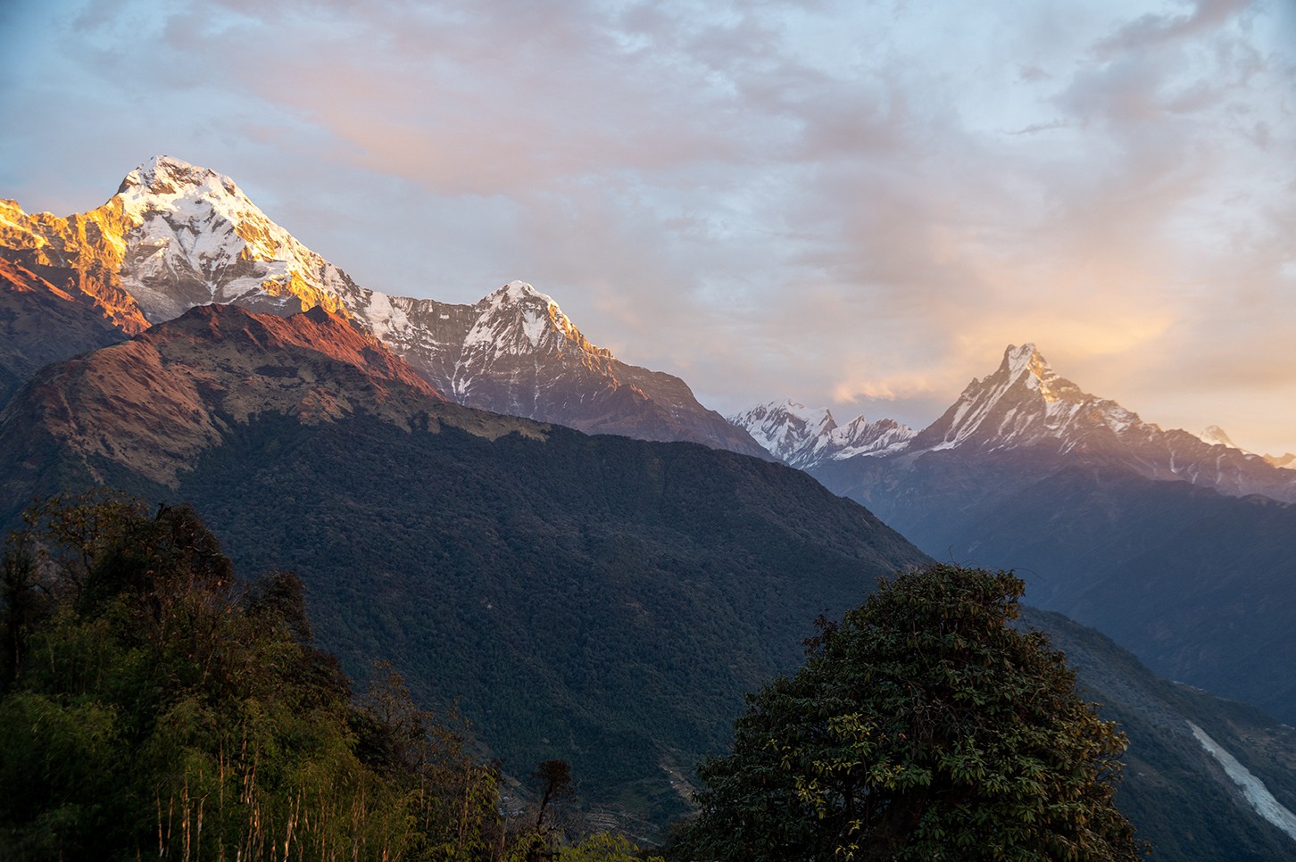 Panoramic view from Tadapani glowing in golden sunrise light over rhododendron forest, misty valleys, and distant snow-capped Annapurna Himalayan peaks.