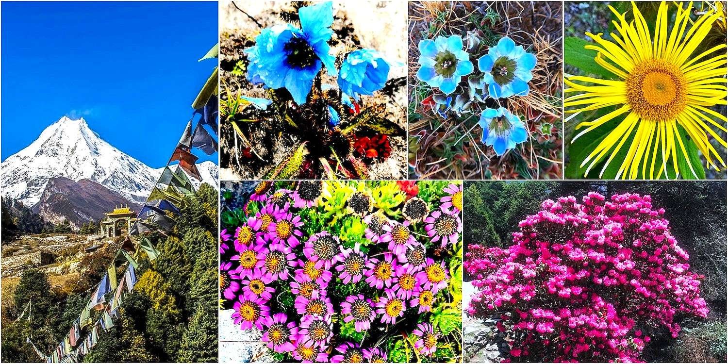 Flora on Manaslu Circuit Trek