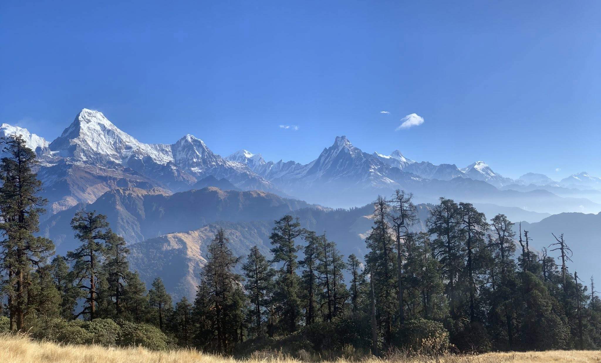 Panoramic view from Poon Hill featuring Annapurna South, Machhapuchhre (Fishtail), Hiunchuli, and the Annapurna Himalayas rising above rhododendron forests under a clear blue sky in Nepal.