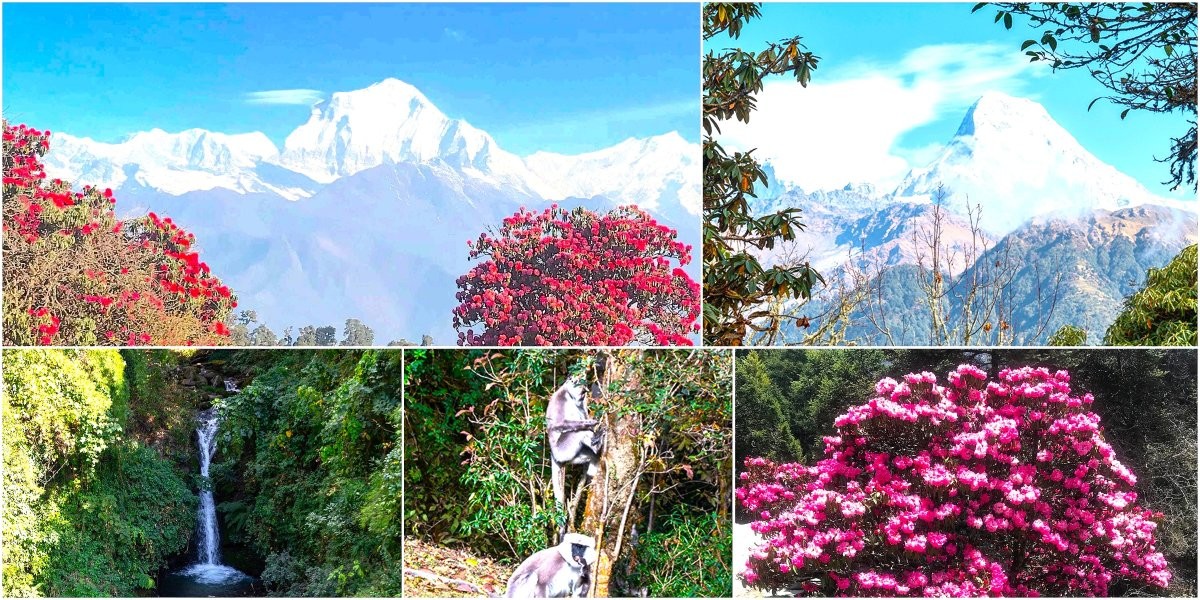 Blooming rhododendron forest in the Annapurna Conservation Area with a scenic trekking trail, lush greenery, and snow-capped Himalayan mountains in the background.