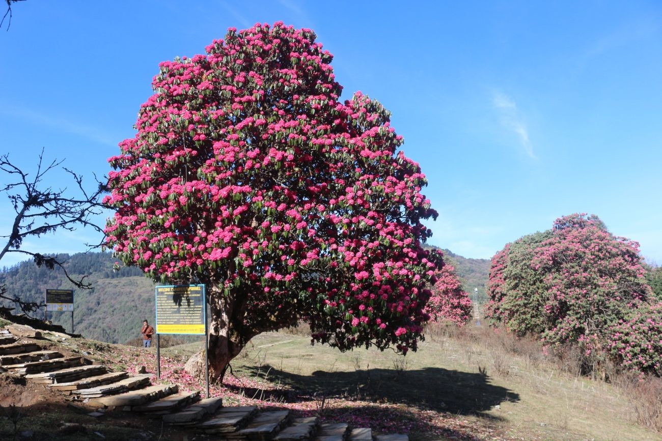 Blooming rhododendron flowers in spring along the Poon Hill Trek, with colorful forests and Himalayan mountain scenery in the Annapurna region of Nepal.