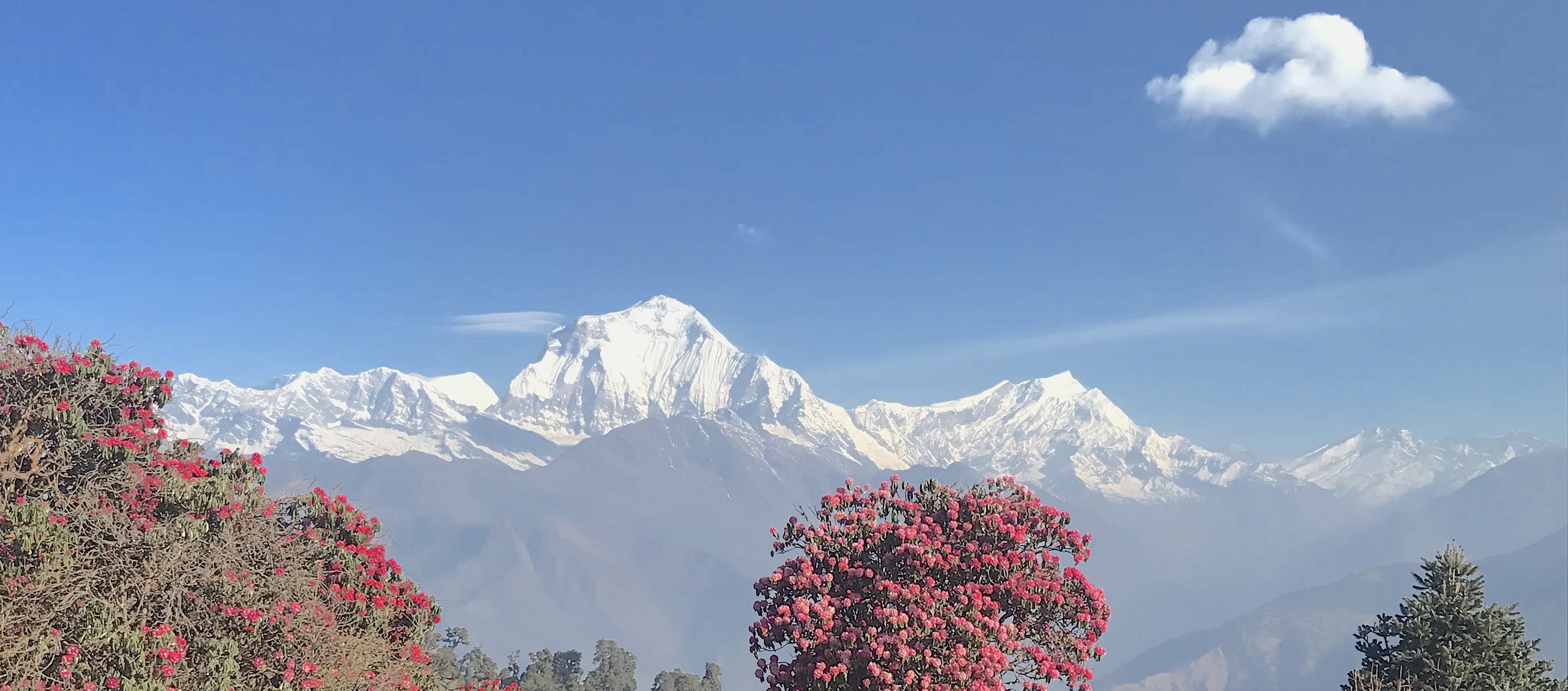 Magnificent view of Mt. Dhaulagiri from Ghorepani, framed by vibrant rhododendron forests, rolling green hills, and a crystal-clear Himalayan sky.