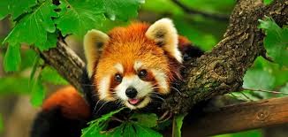 Red panda resting on a tree branch in the dense rhododendron and bamboo forests of Langtang Valley, Nepal, showcasing Himalayan wildlife in its natural habitat.