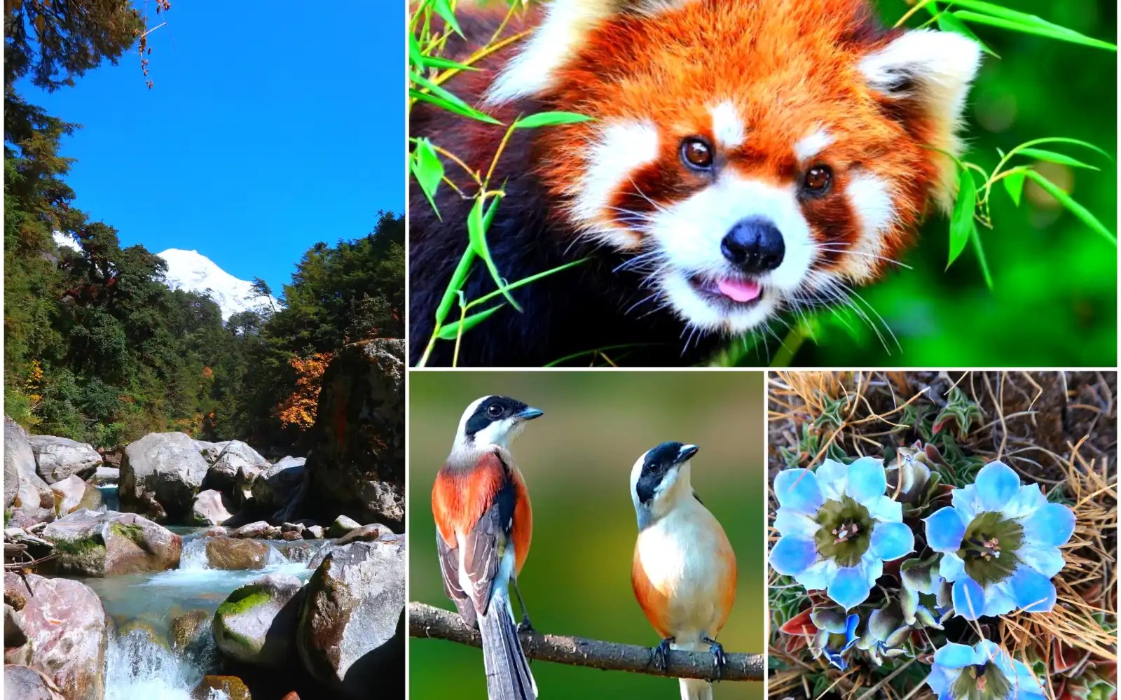 Langtang Valley flora and fauna featuring colorful rhododendron flowers, alpine plants, red panda, Himalayan birds, and the pristine natural landscapes of Langtang National Park, Nepal.