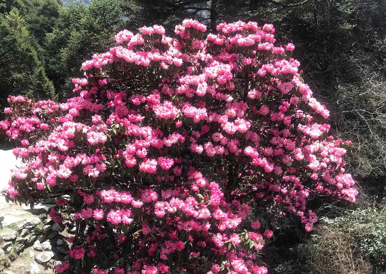 Bright red rhododendron flowers blooming in Himalayan forest