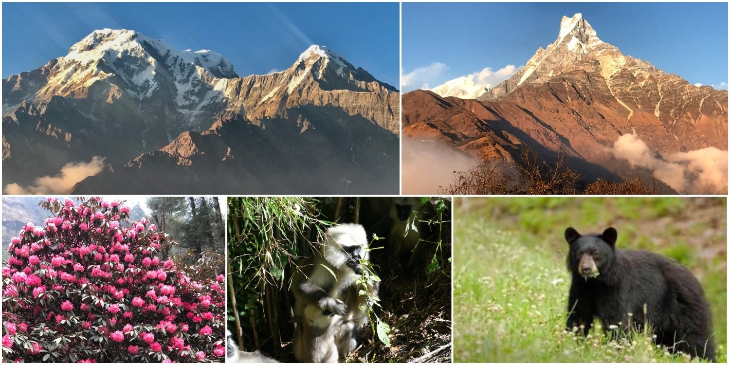 Colorful alpine wildflowers blooming along the Mardi Himal Trek with Himalayan wildlife in the Annapurna region of Nepal, surrounded by lush forests and snow-capped mountain peaks.