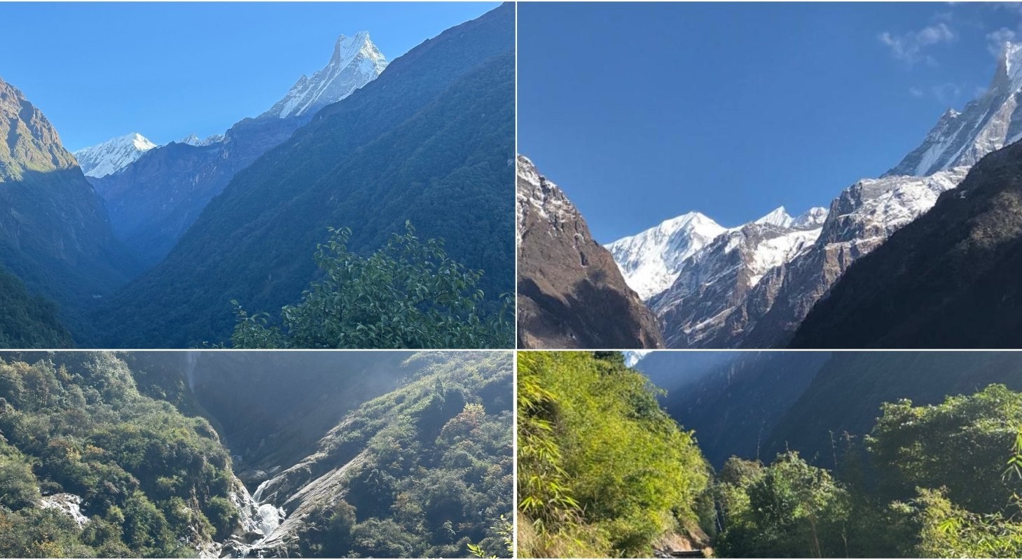 Bamboo and rhododendron forest trail in the Annapurna region with trekkers walking through dense greenery and partial views of snow-covered Gangapurna peak in the distance.