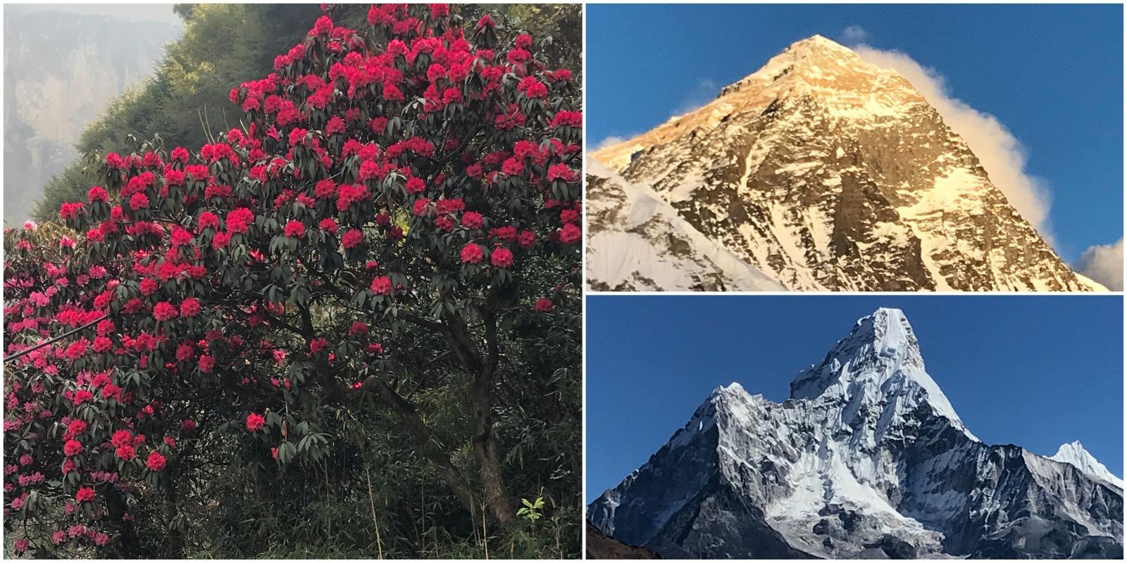 Rhododendron flowers with stunning views of Mount Everest and Ama Dablam during Everest Base Camp Trek in April and May  