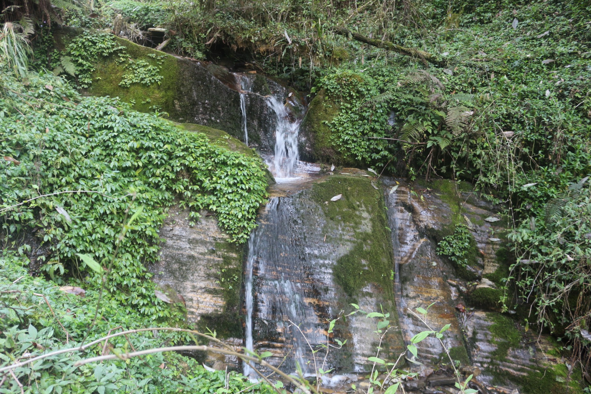 Small waterfall cascading through lush green forest on the Mardi Himal Trek in September, surrounded by moss-covered rocks, ferns, and dense rhododendron vegetation in Nepal's Annapurna region.