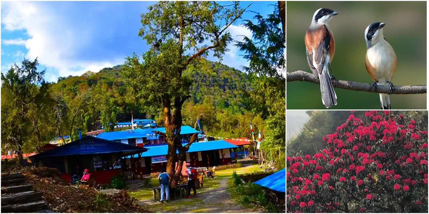 Forest Camp village on the Mardi Himal Trek in Nepal, a peaceful settlement surrounded by dense rhododendron and oak forest, offering a cool and serene resting point for trekkers.