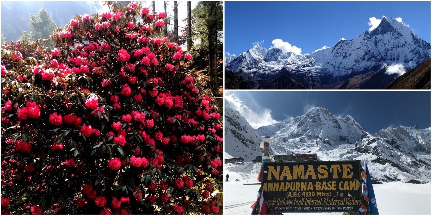 Annapurna Base Camp Trek in spring featuring blooming rhododendron forests, patches of snow, trekkers on the trail, the Annapurna Base Camp sign, and crystal-clear views of the Annapurna Sanctuary under a bright blue sky.