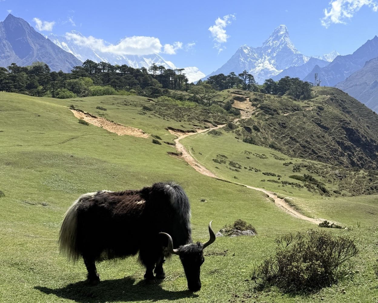 yak near Everest View Hotel Nepal