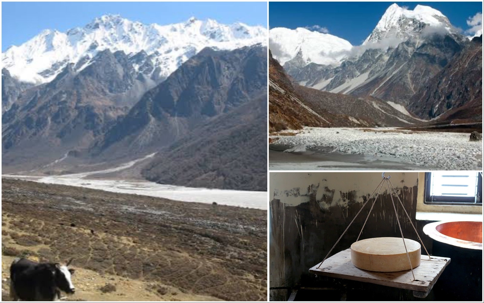 "Langshisha Kharka and the Yak Cheese Factory near Kyanjin Gompa in Langtang Valley, Nepal, featuring alpine meadows, grazing yaks, traditional cheese production, and stunning Himalayan mountain scenery."  