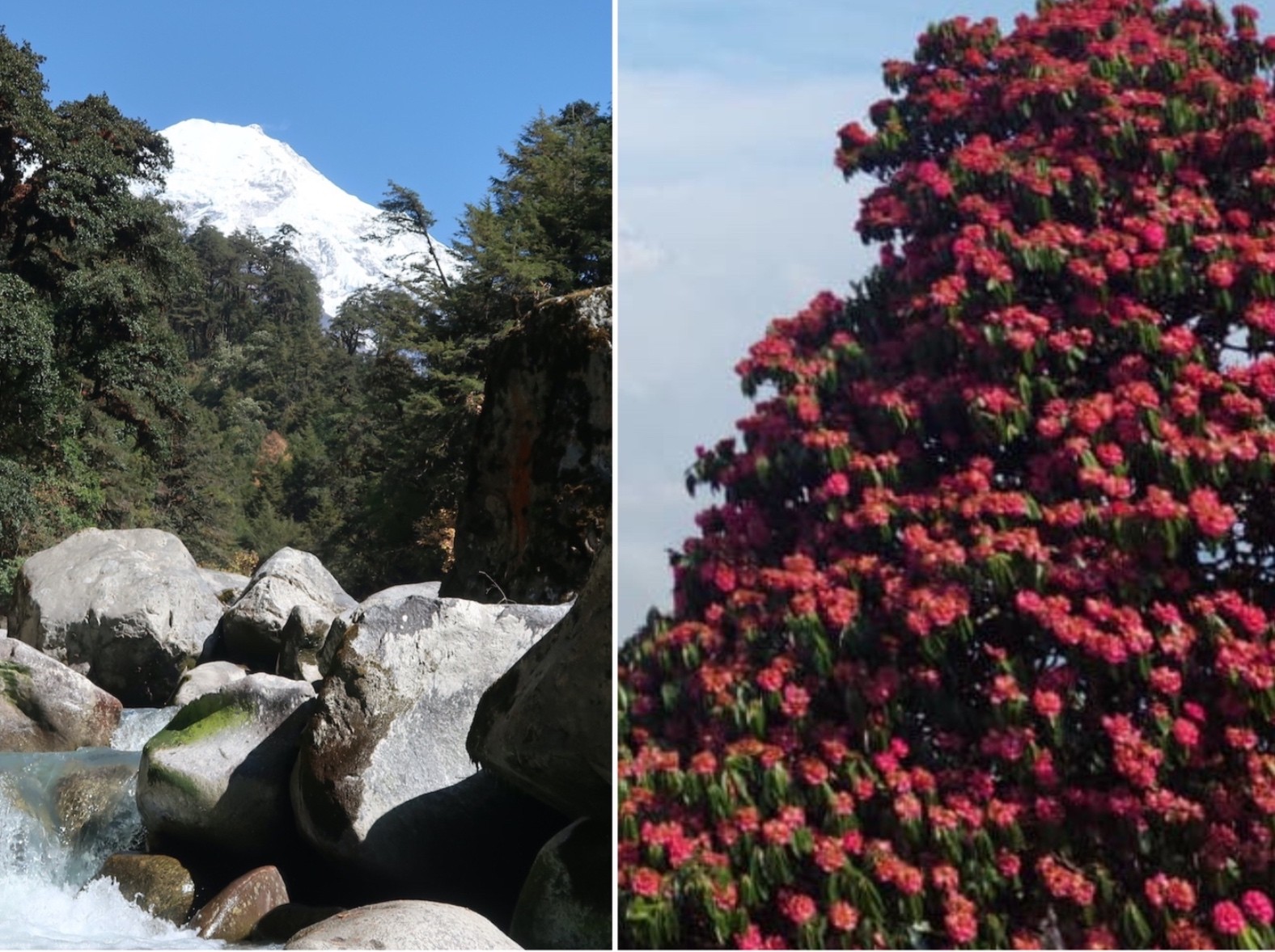 Langtang Valley Trek in autumn and spring, featuring golden mountain landscapes on one side and colorful blooming rhododendron forests on the other beneath the Himalayan peaks.