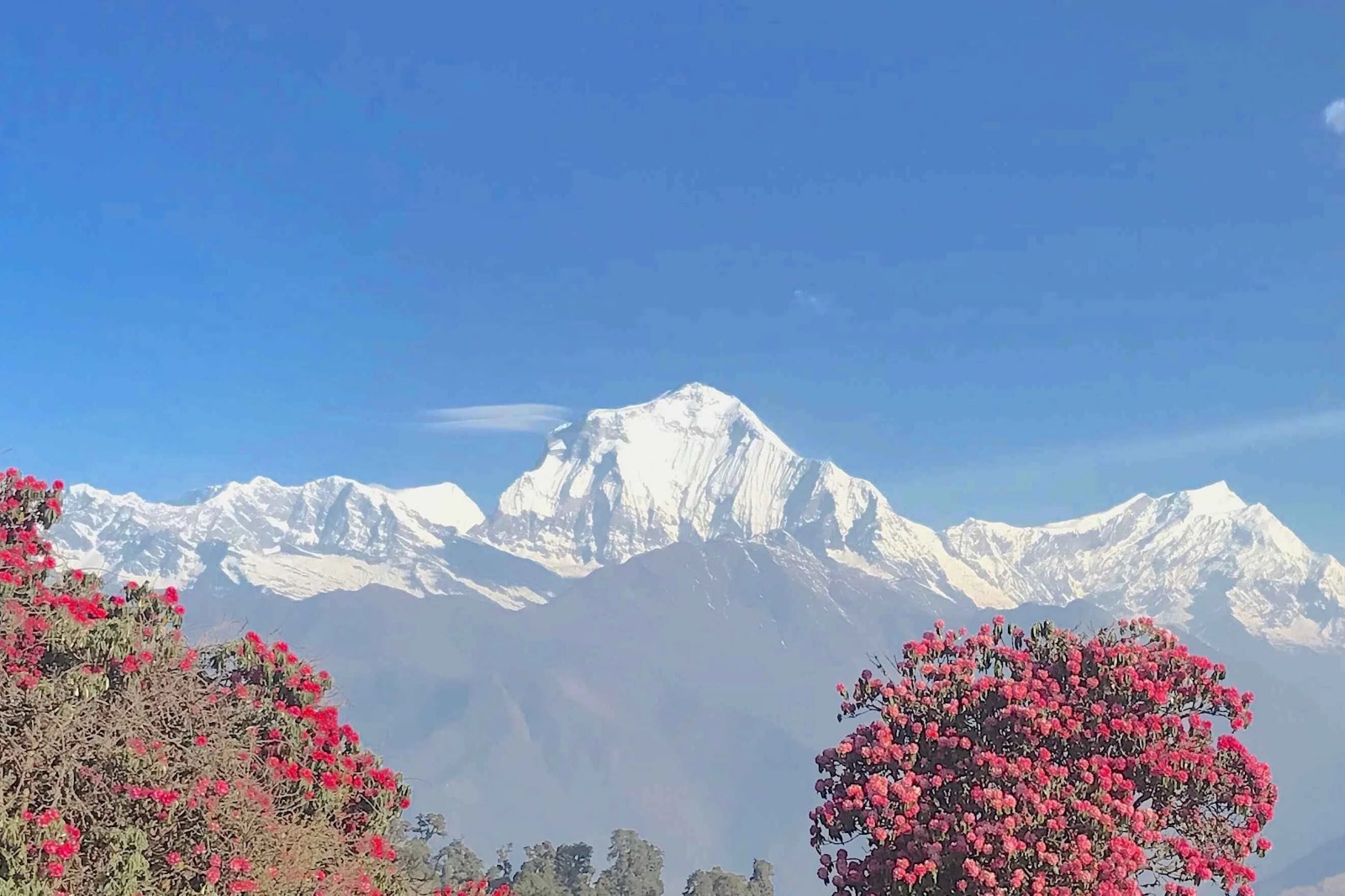 Blooming rhododendron flowers with Mount Dhaulagiri in the background, showcasing the beauty of the Poon Hill Trek in spring compared to autumn's clear mountain views.