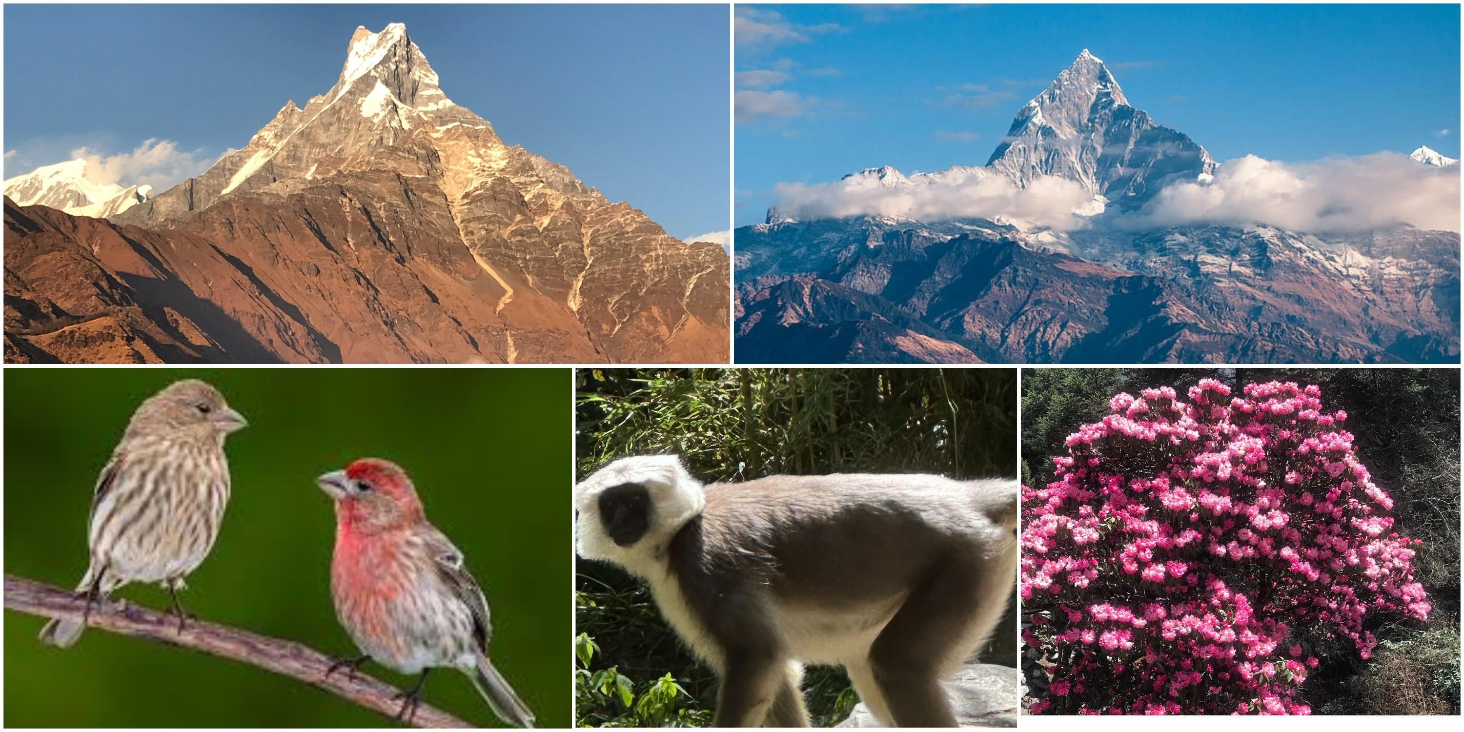 Trekking trail from Forest Camp to High Camp on the Mardi Himal Trek, passing through alpine forests and mountain landscapes.