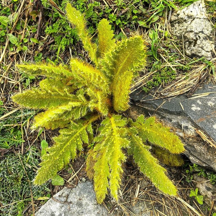 Young Himalayan fern covered with sparkling morning dew growing beside the trail on the Annapurna Base Camp Trek, surrounded by alpine vegetation and rocks.