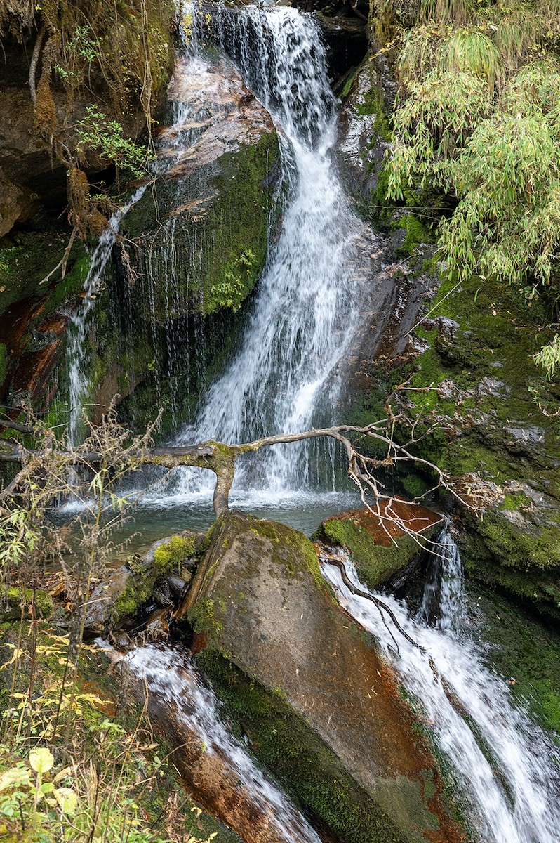 walking beneath lush rhododendron forests with stunning mountain views along the trail.Descend through deep forested gorges, cross sparkling mountain streams, and pass beautiful waterfalls on the scenic trail to Tadapani.