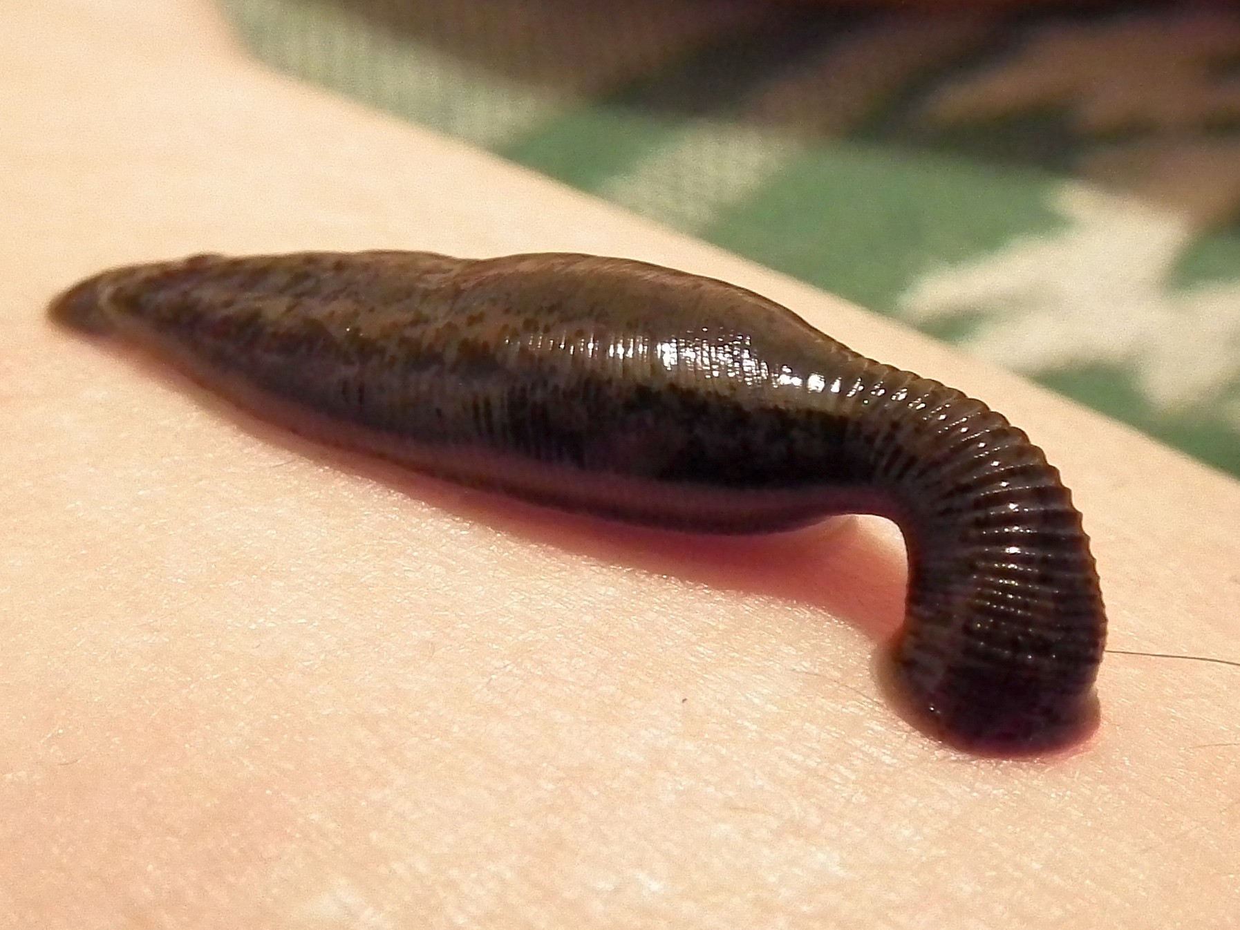 Leech on a damp forest trail during the monsoon trekking season in Nepal's Himalayan foothills.